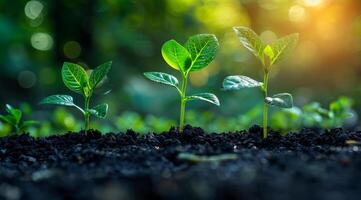 Three small plants are growing in the dirt. The plants are green and appear to be sprouting from the ground. Concept of growth and new beginnings photo