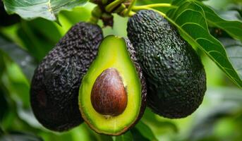 Three avocados are hanging from a tree, one of which has been cut open. The avocados are ripe and ready to be eaten photo