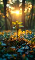 A small plant is growing in the forest. The sun is shining on it, making it look like it's glowing. Concept of growth and new beginnings, as the plant is just starting to sprout photo