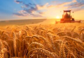 Summer landscape of a field of golden wheat on a bright sunny day with combine harvester on the background photo