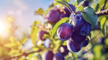 Fresh juicy ripe plums on a tree in a summer garden photo