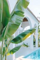 Close-up image of banana tree leaves on the background of pool area and a modern villa photo