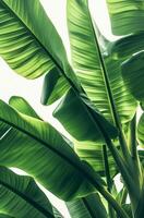 Close-up image of palm leaves on a light background photo