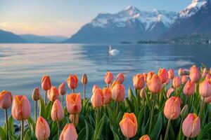 Beautiful sunset landscape with bright tulip flowers and lake and mountains in the background photo