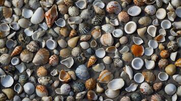 space copy and lay flat shells with theme Summer background gray on shells Sea. photo