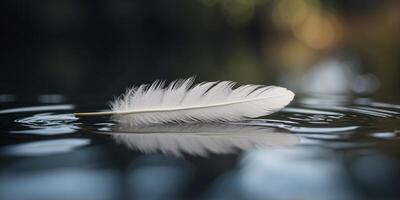 A white feather floating on the surface of a pond. photo
