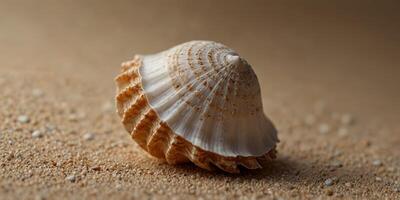 Close-up of a single seashell on a beige background, minimalist concept. photo