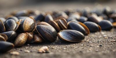 A of empty mussel shells tered along the shore evidence of a successful gathering trip. photo