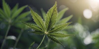 Close-up of a cannabis leaf with a digital network overlay, nature and technology concept. photo