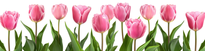 Tulips PNGs for Free Download