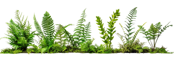 collection of ferns and moss isolated on transparent background png