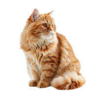 Yellow persian cat furry sitting isolated on transparent background cutout png