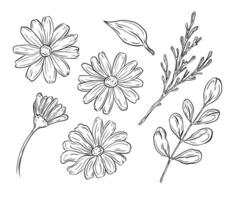 doodle set with daisy flowers and leaves. Illustrations of daisy buds and foliage for composition and design. Spring and summer theme, festive decoration. vector