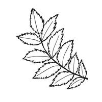 Hand drawn black Sketch Rowan Leaves on white background. Doodle Botanical Vintage illustration in line art style. Autumn Elements for thanksgiving, invitation cards, social media, card, poster, web. vector