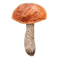 Wild edible mushroom with red cap. Watercolor hand drawn botanical realistic illustration. Forest boletus clip art. Isolated painting for fabric, postcards, invitations, menus, prints, packing paper png