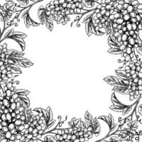 A frame with vines and bunches of grapes. graphics, black and white hand-drawn illustration. Isolate on a white background. A design element for packages and labels. For banners and posters. vector