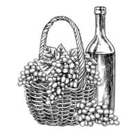 A wicker basket with grapes and a bottle of wine. graphics, black and white hand-drawn illustration. Isolate on a white background. A design element for packages, labels. For banners, posters. vector