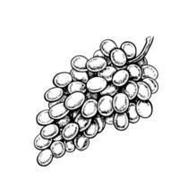 A bunch of grapes. graphics, black and white hand-drawn illustration. Isolate on a white background. A design element for packages, labels. For banners, posters. For the menu of restaurant, bar vector