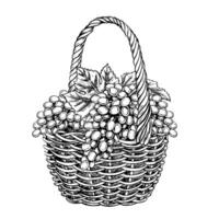 A wicker basket with grapes. Graphic , black and white illustration, hand-drawn. Isolate on a white background. A design element for packages and labels. For banners and posters. vector