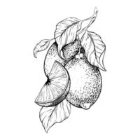Lemon fruits on branch, Slice of Lemon and leaves. Hand drawn Sketch illustration. Black ink outline of citrus. Isolated on white background. Design for menu, package, cosmetic, textile vector