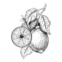 Branch of Lemons , Slice of Lemon, flowers and leaves. Hand drawn Sketch illustration. Black ink outline of citrus. Isolated on white background. Design for menu, package, cosmetic, textile vector