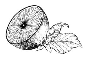 Slice of Lemon fruit, flowers and leaves. Hand drawn Sketch illustration. Black ink outline of citrus. Isolated on white background. Design for menu, package, cosmetic, textile vector