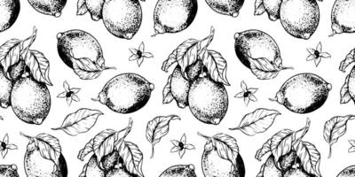 Lemon Branches with fruits leaves, flowers, lemons slices. Hand drawn seamless pattern. Print of Tropical citrus fruit. Background for menu, package, cosmetic, textile, cards vector