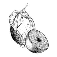 Lemon fruits on branch, Slice of Lemon and leaves. Hand drawn Sketch illustration. Black ink outline of citrus. Isolated on white background. Design for menu, package, cosmetic, textile vector
