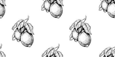 Seamless pattern of Lemon branches. Hand drawn Sketch illustration of Lemon fruits. Black ink outline of citrus fruit. Background for menu, package, cosmetic, textile vector
