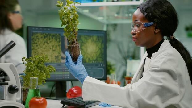 Woman researcher looking at green sapling comparing with tomato while typing on keyboard ecology expertise. Scientist observing genetic mutation on plants, working in agriculture laboratory photo