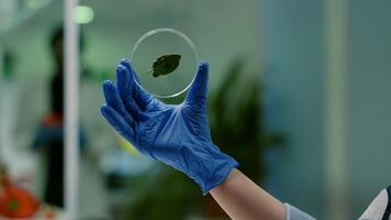 Closeup of biologist scientist holding in hands petri dish with green leaf analyzing genetic mutation on plant. Botanist researcher working in ecology laboratory researching biological expertise photo