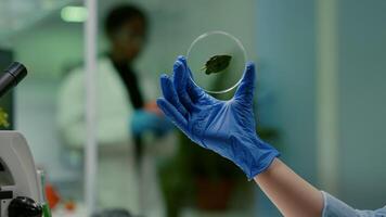 Closeup of biologist woman hands holding medical sample of green leaf discovering genetic mutation. Botanist researcher working in ecology laboratory researching biological expertise photo