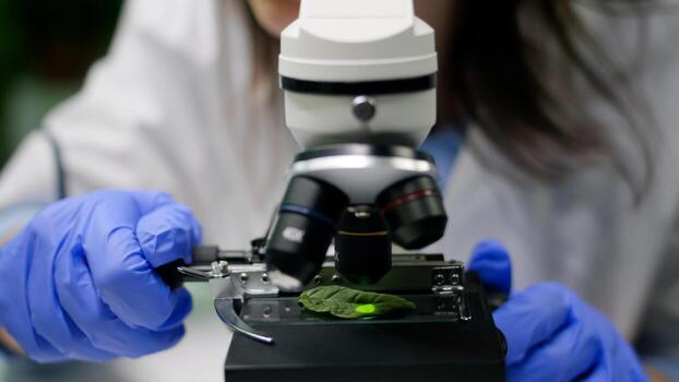 Closeup of chemist researcher hands looking at leaf sample using microscope observing genetic mutation on plant. Biologist specialist examining gmo test while working in pharmaceutical lab photo