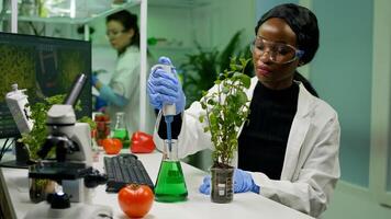 African botanist researcher taking genetic solution from test tube with micropipette putting on sapling analyzing gmo of botany plants. Biologist woman working in biological laboratory. photo