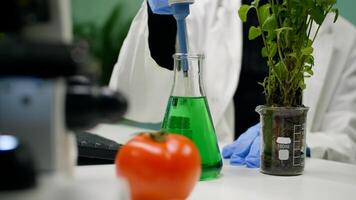 Closeup of botanist reseacher woman taking dna liquid test from medical glass with micropipette putting on sapling analyzing organic growing. Scientist examining agriculture in botanical lab photo