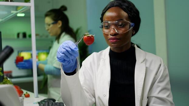 African biologist holding strawberry injected with dna liquid with medical tweezers checking health of fruits. In background her collegue researching gmo test on computer while working in farming lab photo