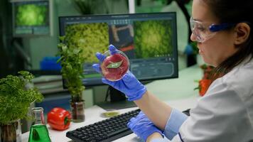 Chemist researcher holding petri dish with vegan meat in hands while typing genetic mutation on computer. Scientist researcher examining food genetically modified using chemical substance working in microbiology laboratory photo