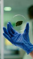 Closeup of botanist researcher holding in hands sample with green leaf researching gmo plant. Botanist researcher working in ecology laboratory analyzing biological expertise photo