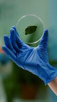 Closeup of biologist woman hands holding medical sample of green leaf discovering genetic mutation. Botanist researcher working in ecology laboratory researching biological expertise photo