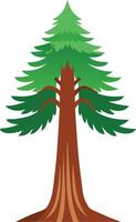 redwood tree, the tallest trees in the world vector