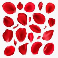 Red rose petals set. Red petals of rose flower isolated on white background. vector