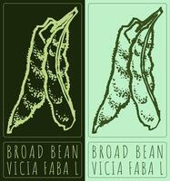 Drawing BROAD BEAN. Hand drawn illustration. Latin name is Vicia faba L. vector