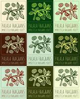 Set of drawing PALALA FRAGRANS in various colors. Hand drawn illustration. Latin name is MYRISTICA FRAGRANS HOUTT. vector