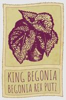 Drawing KING BEGONIA. Hand drawn illustration. Latin name is BEGONIA REX PUTZ. vector