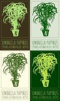 Set of drawing UMBRELLA PAPYRUS in Chinese in various colors. Hand drawn illustration. Latin name is CYPERUS ALTERNIFOLIUS ROTTB. vector