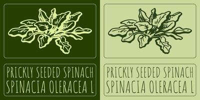 Drawing PRICKLY SEEDED SPINACH. Hand drawn illustration. Latin name is ROSA SPINACIA OLERACEA L. vector