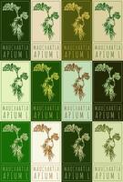 Set of drawing MAUCHARTIA in various colors. Hand drawn illustration. Latin name is APIUM L. vector