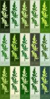 Set of drawing COMMON WORMWOOD in various colors. Hand drawn illustration. Latin name is ARTEMISIA ABSINTHIUM L. vector