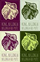 Set of drawing KING BEGONIA in various colors. Hand drawn illustration. Latin name is BEGONIA REX PUTZ. vector