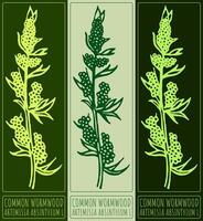 Drawing COMMON WORMWOOD. Hand drawn illustration. Latin name is ARTEMISIA ABSINTHIUM L. vector